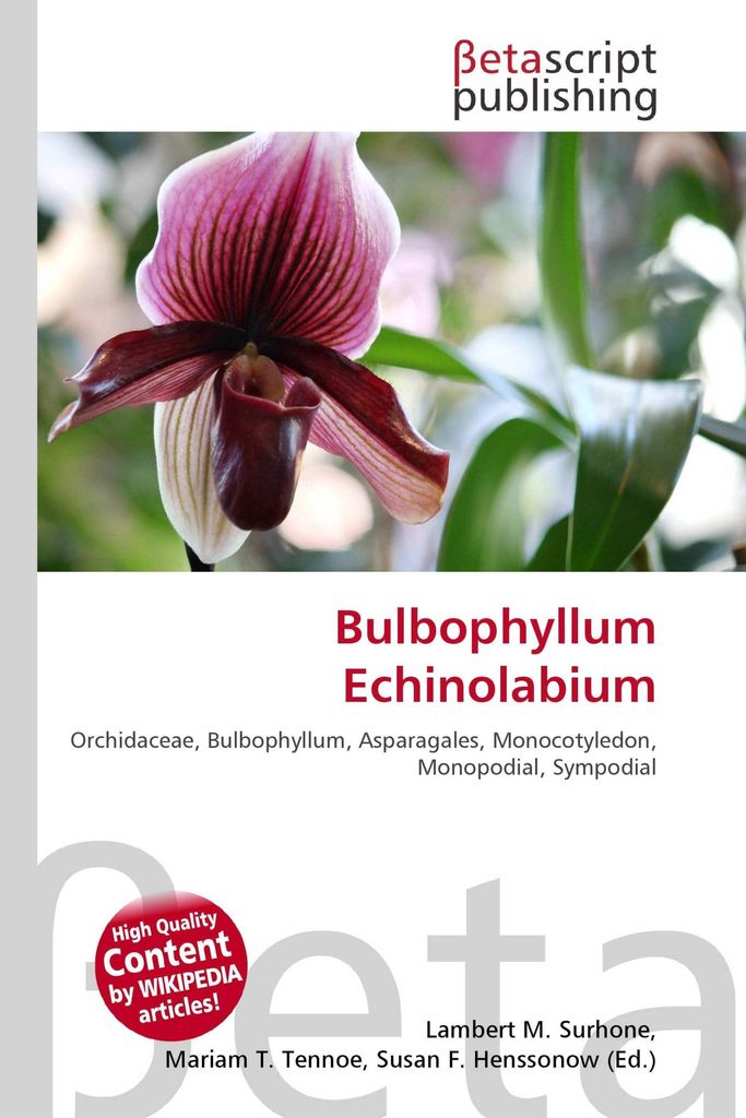 Bulbophyllum Echinolabium