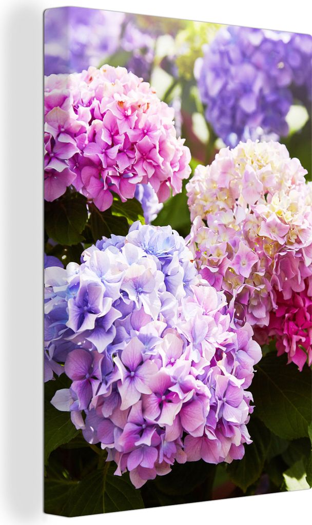 OneMillionCanvasses - Leinwandbilder - 90x140 cm, Blumen - Hortensie - Rosa - Blätter - Sonne, Wandbilder Kunstdruck Wanddekoration - Foto auf L...