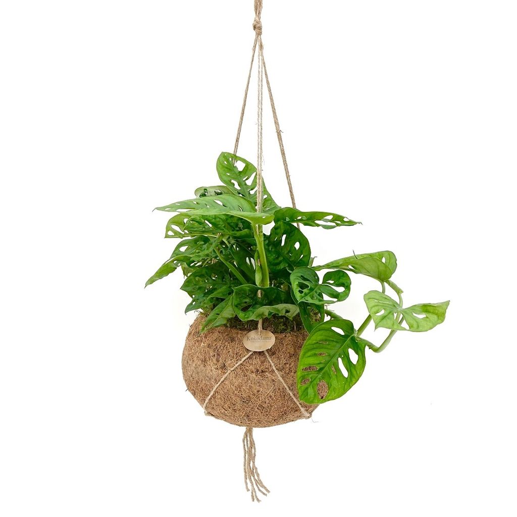 Kokodama Monstera adansonii Monkey Mask (L) Obrázek produktu 