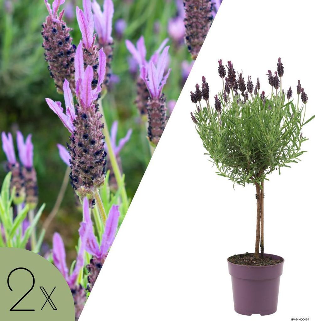 Französischer Lavendel Anouk auf Stamm | Set mit 2 Pflanzen | Lavandula stoechas 'Anouk' | Mediterrane Gartenpflanzen