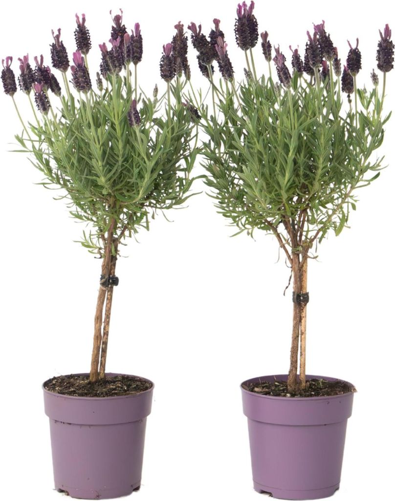 Lavendelbaum - 2 Stk - Lavandula stoechas 'Anouk' - Höhe 30-40cm - 12cm