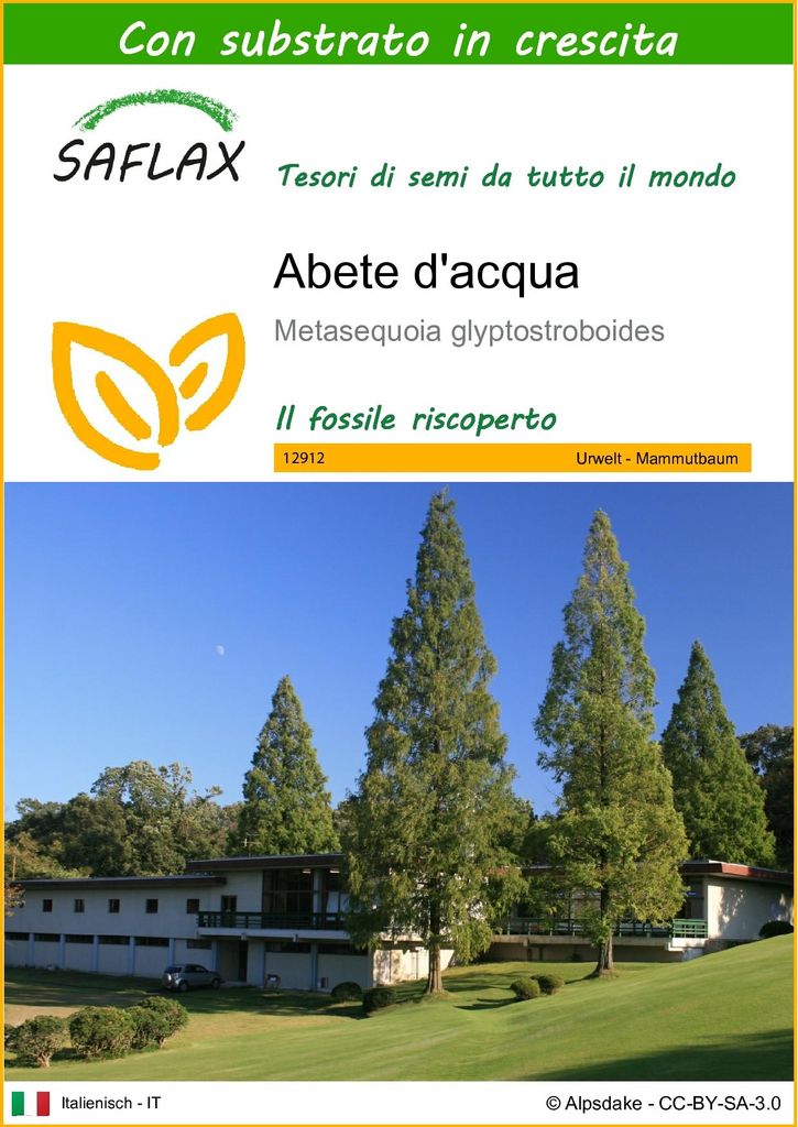 SAFLAX  - Abete d'acqua  - 60 semi - Con substrato - Immagine del prodotto 