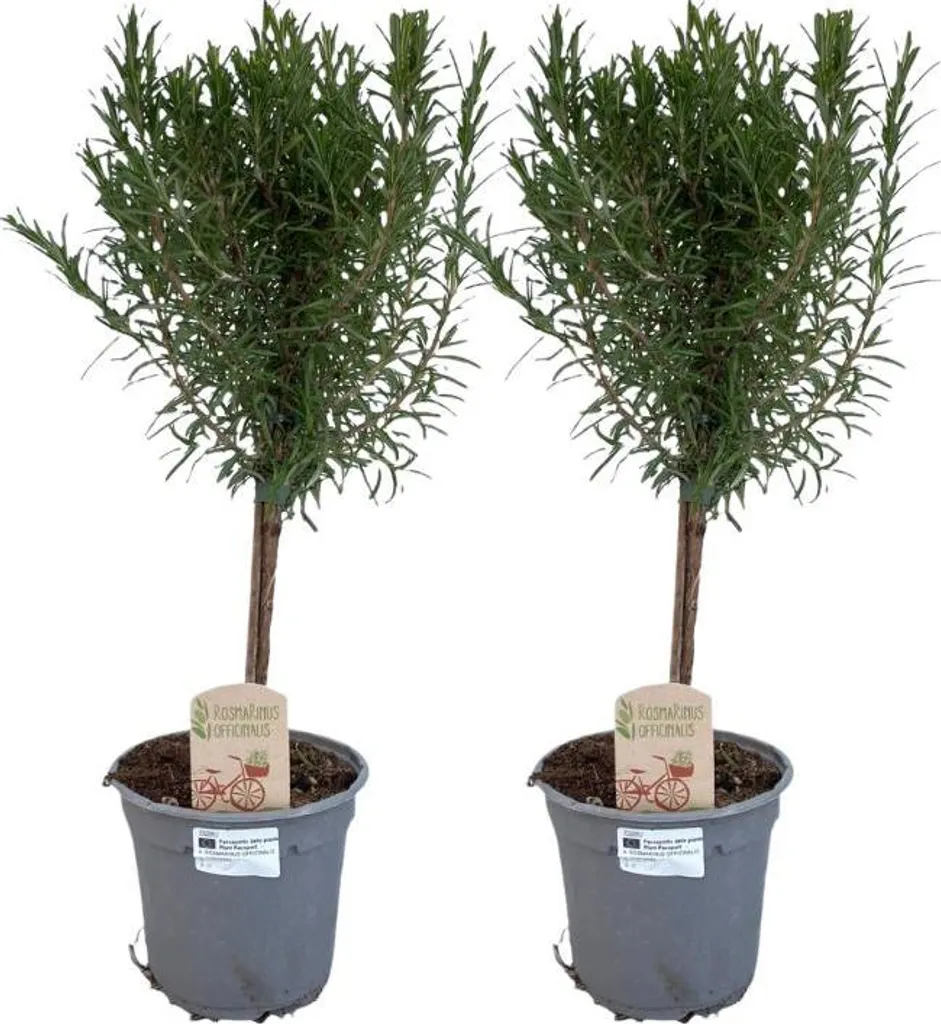 Aménagez votre terrasse avec 2 plants de romarin parfumé sur tige