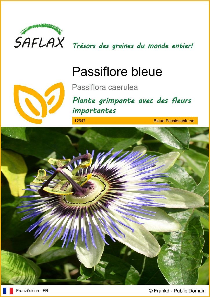 SAFLAX  - Passiflore bleue - 25 graines - Passiflora Image du produit 