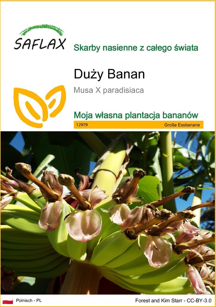 SAFLAX - Duży Banan - 10 Nasiona - Musa X paradisiaca Zdjęcie produktu 
