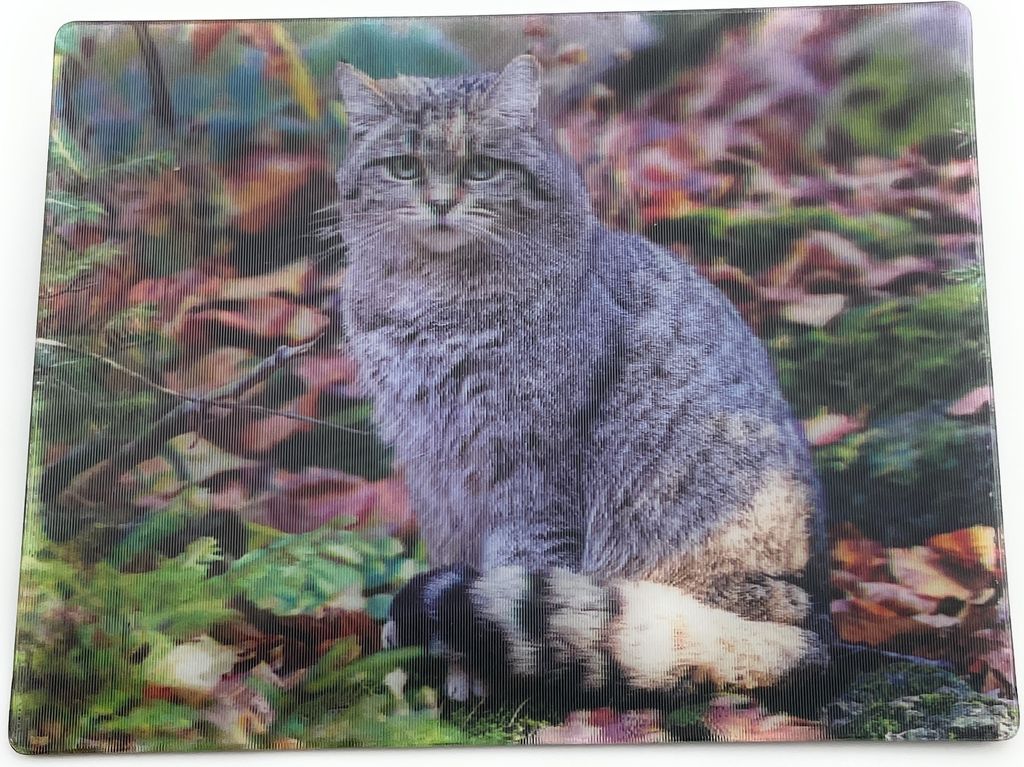Onwomania Katze Wildkatze Kätzchen 9x7cm 3D Magnet Karte Kühlschrankmagnet Magnetbild Heftmagnet mehrfarbig