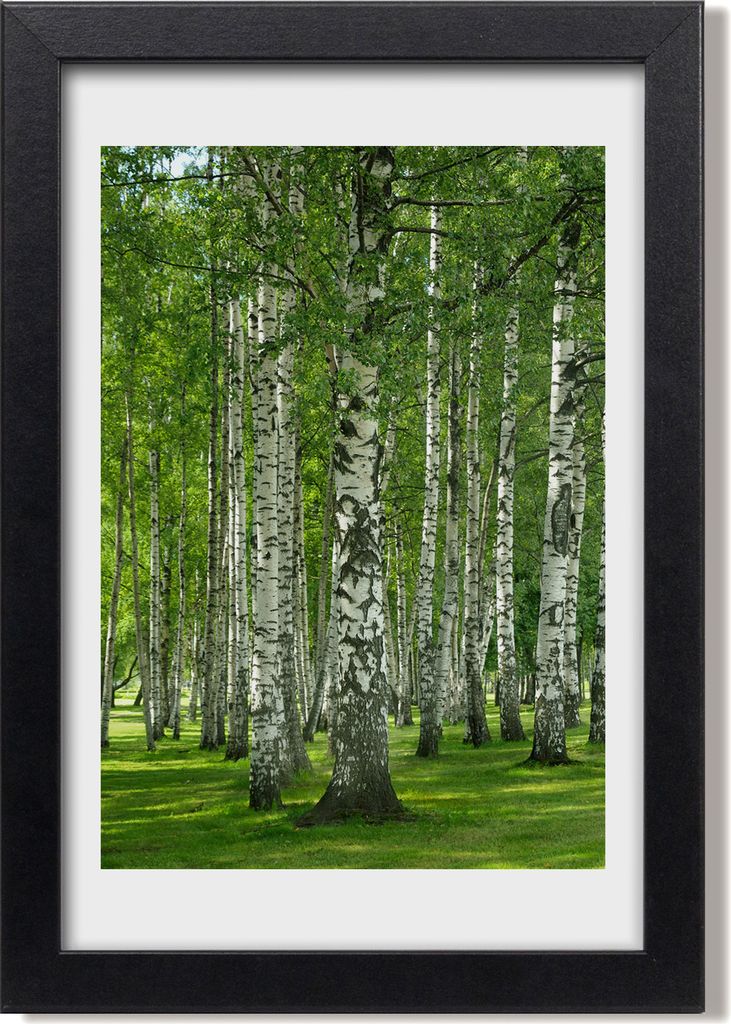 Bild 20x30 MDF-Rahmen, Wandkunst Birkenwald