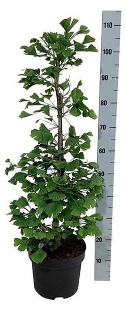 Ginkgo Baum 40-60 cm - Ginkgo biloba - Fächerblattbaum - Produktbild 