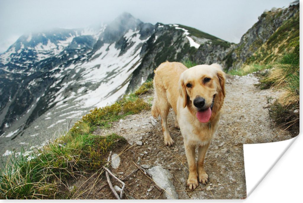 MuchoWow Poster Ein Golden Retriever auf den Bergpfaden auf dem Gipfel eines Berges 180x120 cm - Fotoplakat