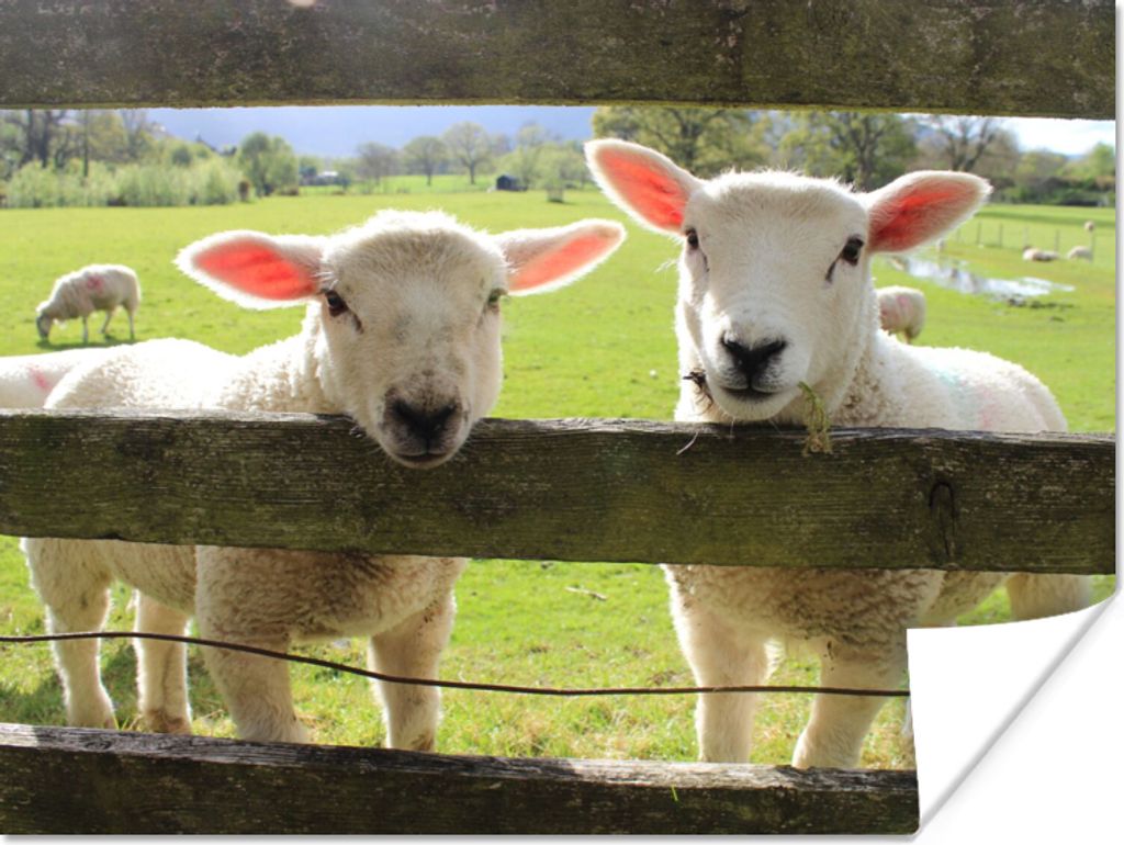 MuchoWow Poster Schafe - Tiere - Bauernhof 80x60 cm - Kunst für zu Hause