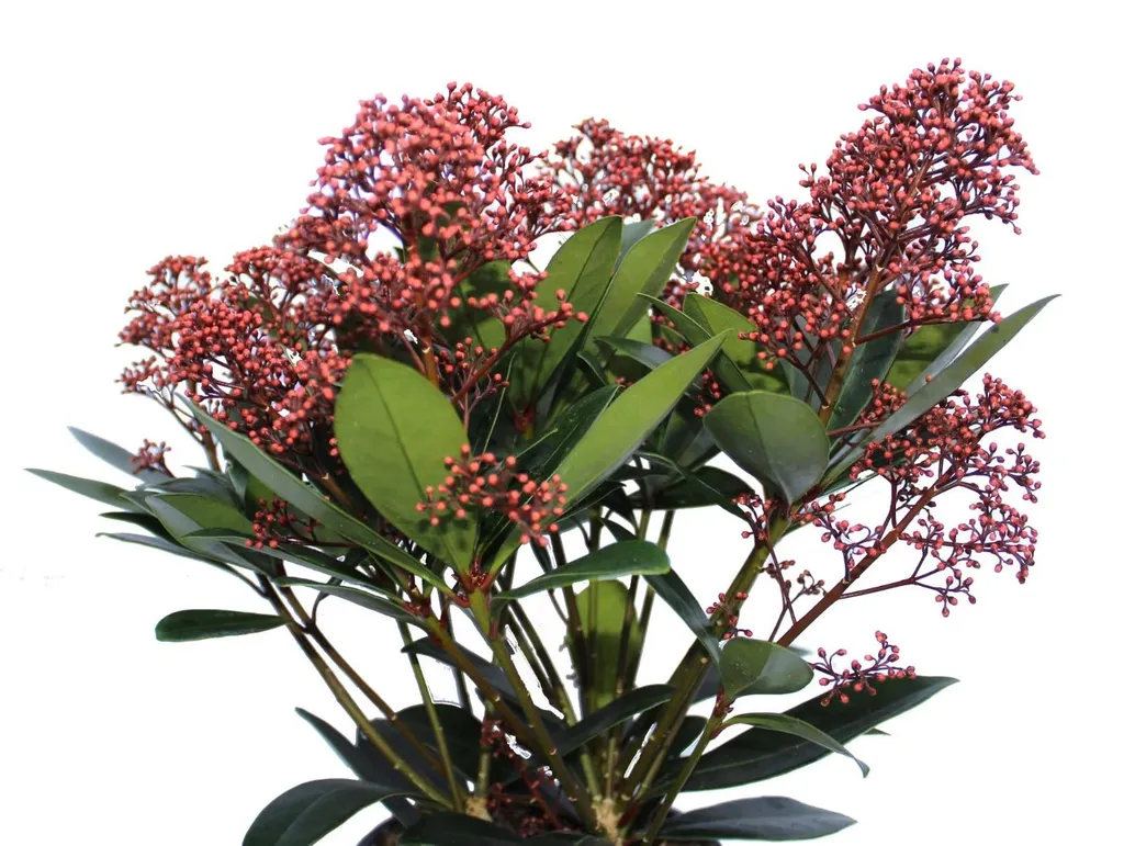 Skimmia japonica Rubella 40-50 cm pour colorer un jardin d'ombre