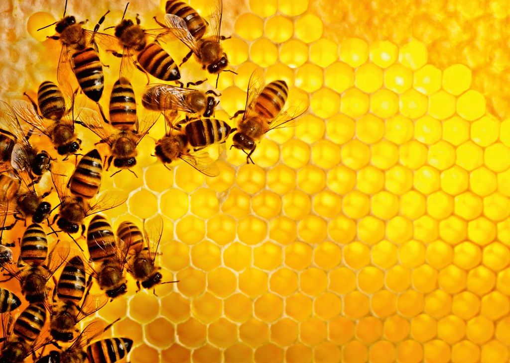 RAVENSBURGER SPIELEVERLAG GMB Bienen 0 0 STK