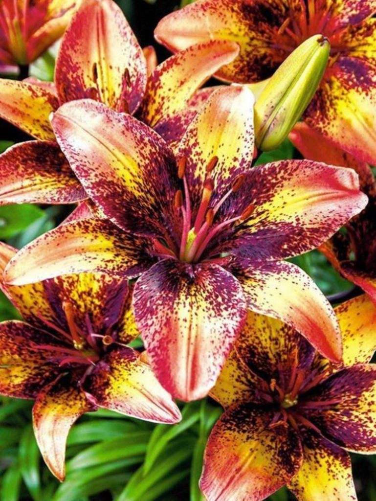 5x Zwiebeln  Blumenzwiebeln Riesenlilien " Tribal Dance " Produktbild 
