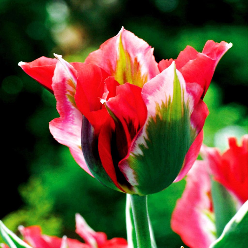 Tulipan Viridiflora Esperanto 5 szt. Tulipany Cebulki Zdjęcie produktu 