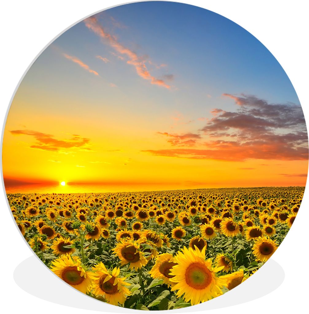MuchoWow Rundes Wandbild - Runde Bilder Blumen - Sonnenblume - Sonnenuntergang - Nacht - Orange Ø 90 cm Kreis Wanddekoration Kunststoff - Wandkr...