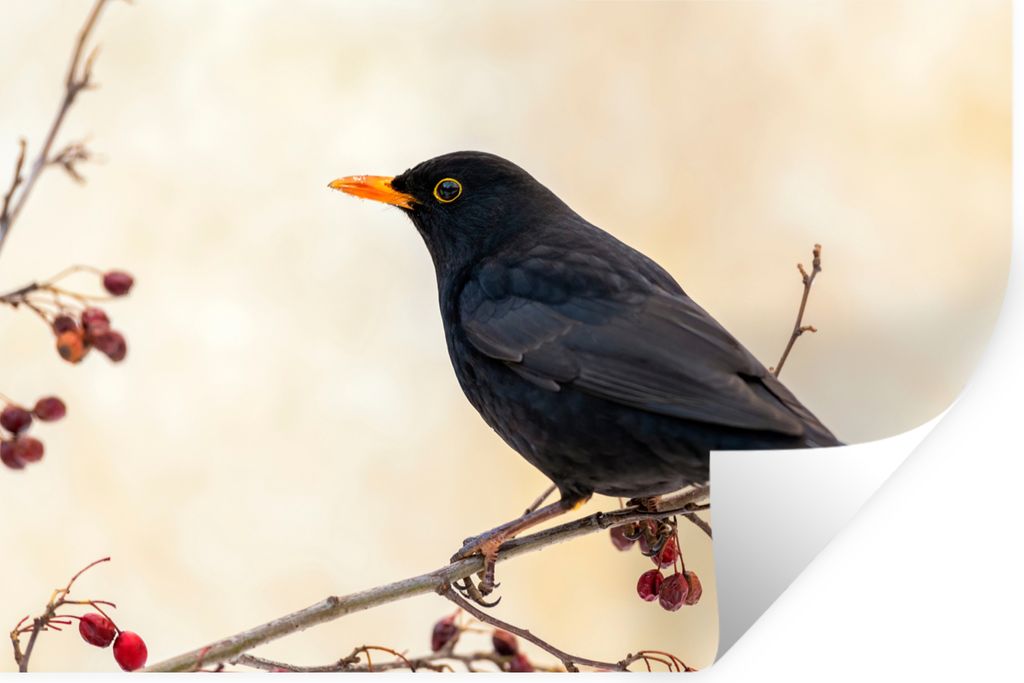 MuchoWow Wandtattoo Wandsticker Wandaufkleber Amsel - Vogel - Zweige - Beere - Rot 90x60 cm Selbstklebend und Repositionierbar - Aufkleber