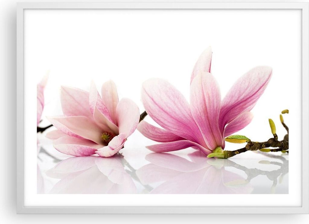 Gerahmtes Poster - Weißer Rahmen - Magnolie blume natur pflanze - 70x50 cm - Wand Bild - Wanddeko - Wandbilder - Wandposter - Bilderrahmen - Bilde...