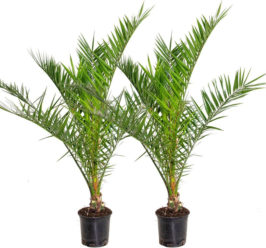 Bloomique - 2er Set - Phoenix Canariensis - Kanarische Dattelpalme - Palme - Balkonpflanzen Winterhart - Höhe 80-100 cm - Topf 19 cm
