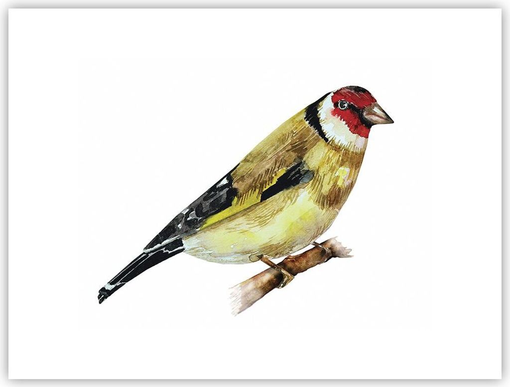 Poster - Poster ohne Rahmen - Stieglitz Vogel Aquarell - 40x30 cm - Wand Bild - Wanddeko - Wandbilder - Kunstposter - Wandposter - Bilder - Kunstdr...