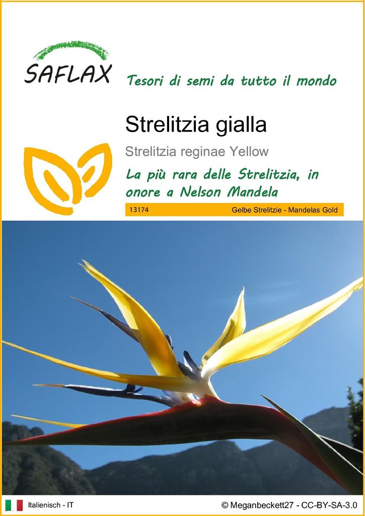 SAFLAX  - Strelitzia gialla - 4 semi - Strelitzia Immagine del prodotto 