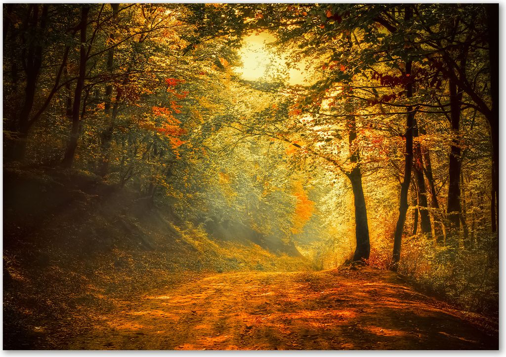 Tulup Glas-Bild - 100 x 70 - Wandbild aus Glas - Wandkunst - Wandbild hinter gehärtetem Sicherheitsglas - Landschaften - Herbstwald - Orange