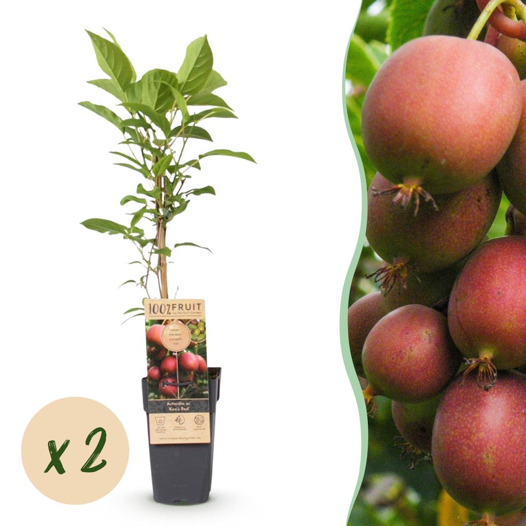 Green boutiQ - Obstpflanze - Actinidia deliciosa Ken,s Red - Kiwi-Pflanze - Weiblich - Rote Frucht - 2 Pflanzen - Topf 15cm - Höhe 50cm