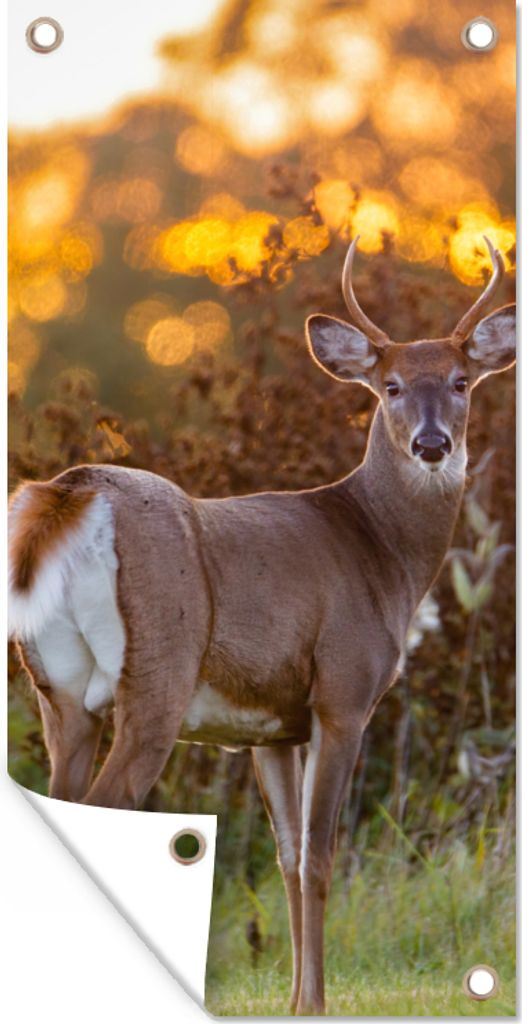 MuchoWow 30x60 cm Outdoor-Poster Gartendeko Sichtschutz Garten Poster für den Garten Hirsche - Pflanzen - Sonnenuntergang - Wildtiere - Natur