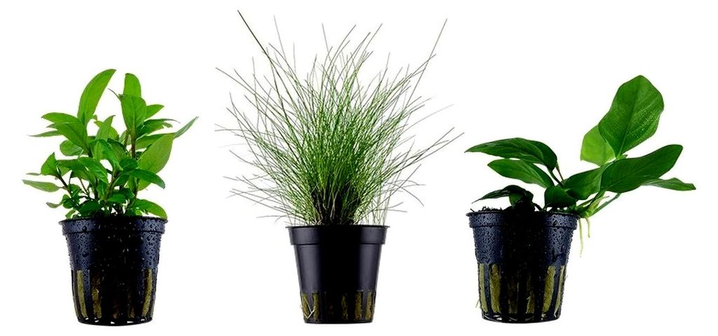 Nano Set mit 3 kleinen Topfpflanzen für Aquarien