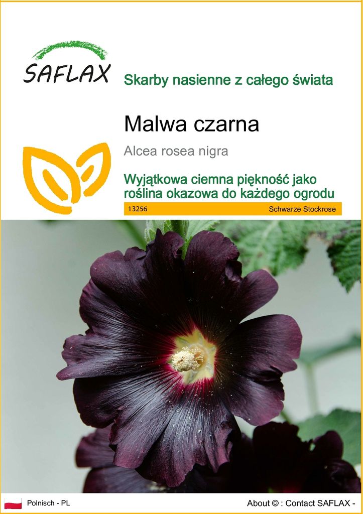 SAFLAX - Malwa czarna - 100 Nasiona - Alcea rosea nigra Zdjęcie produktu 