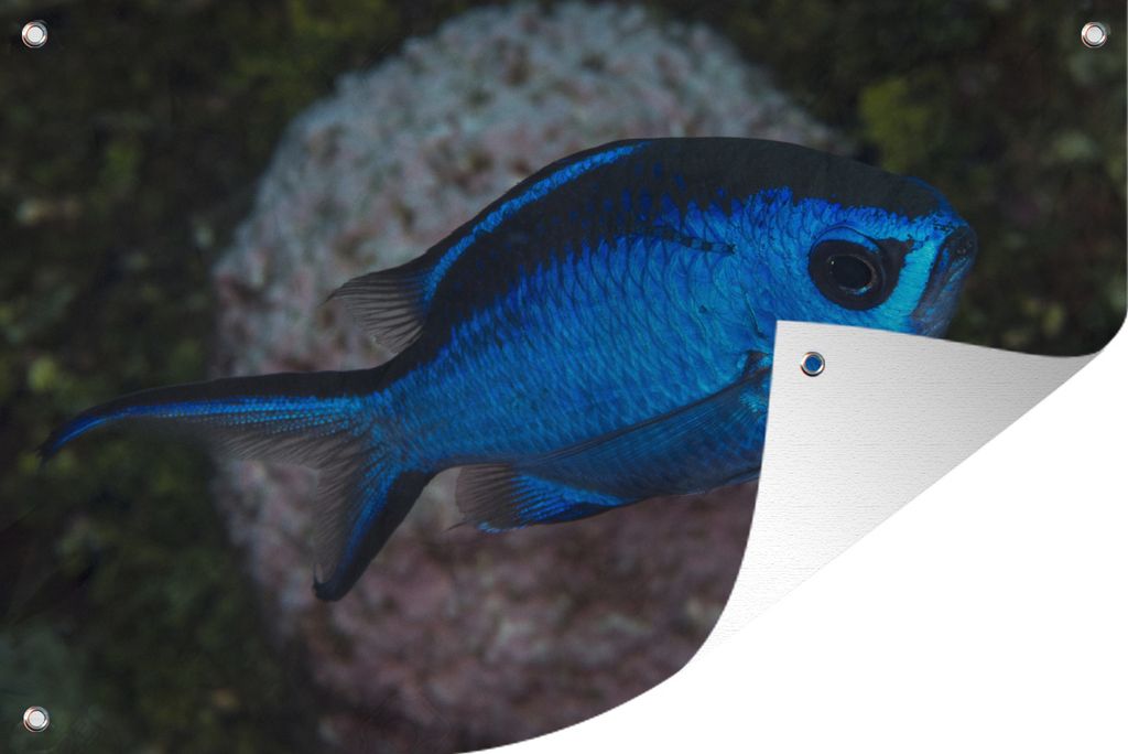MuchoWow 90x60 cm Outdoor-Poster Gartendeko Sichtschutz Garten Poster für den Garten Blauer Fisch