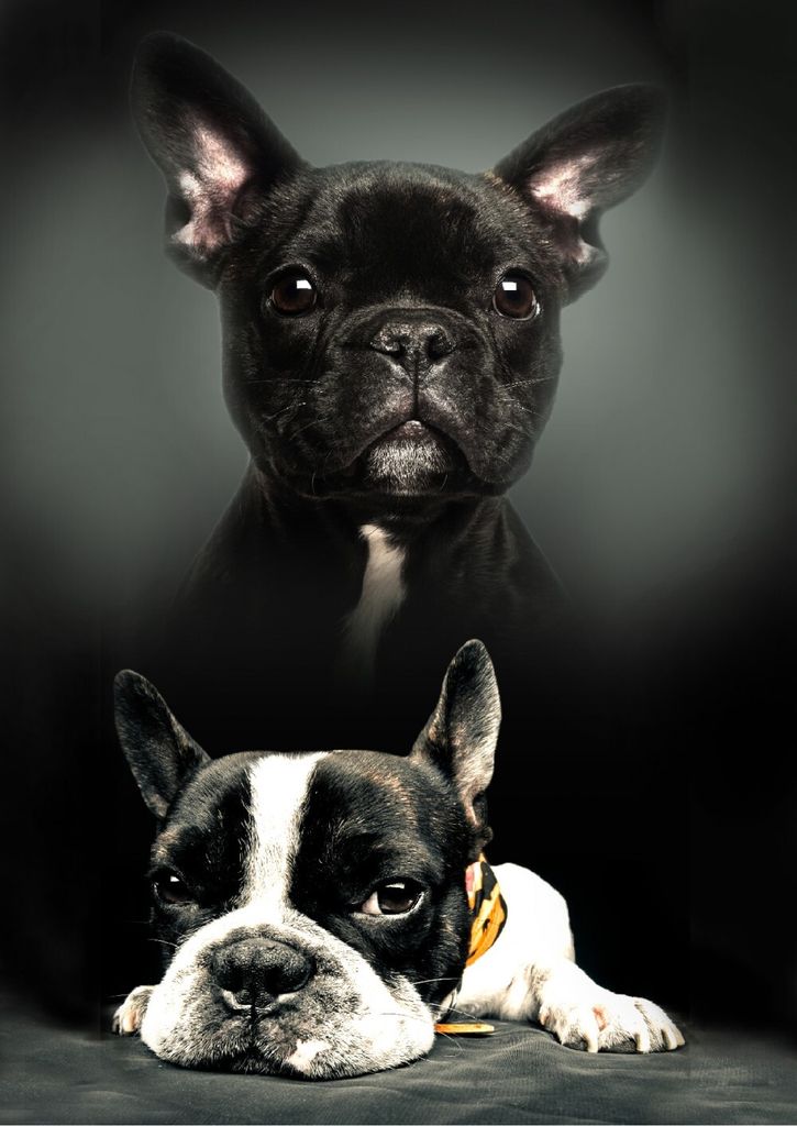 A collage of two French Bulldogs, one black and one black and white, against a dark background.