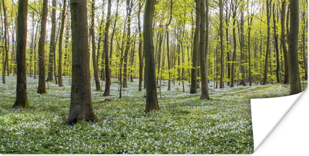 MuchoWow Poster Bäume - Blumen - Frühling 160x80 cm - Foto Poster