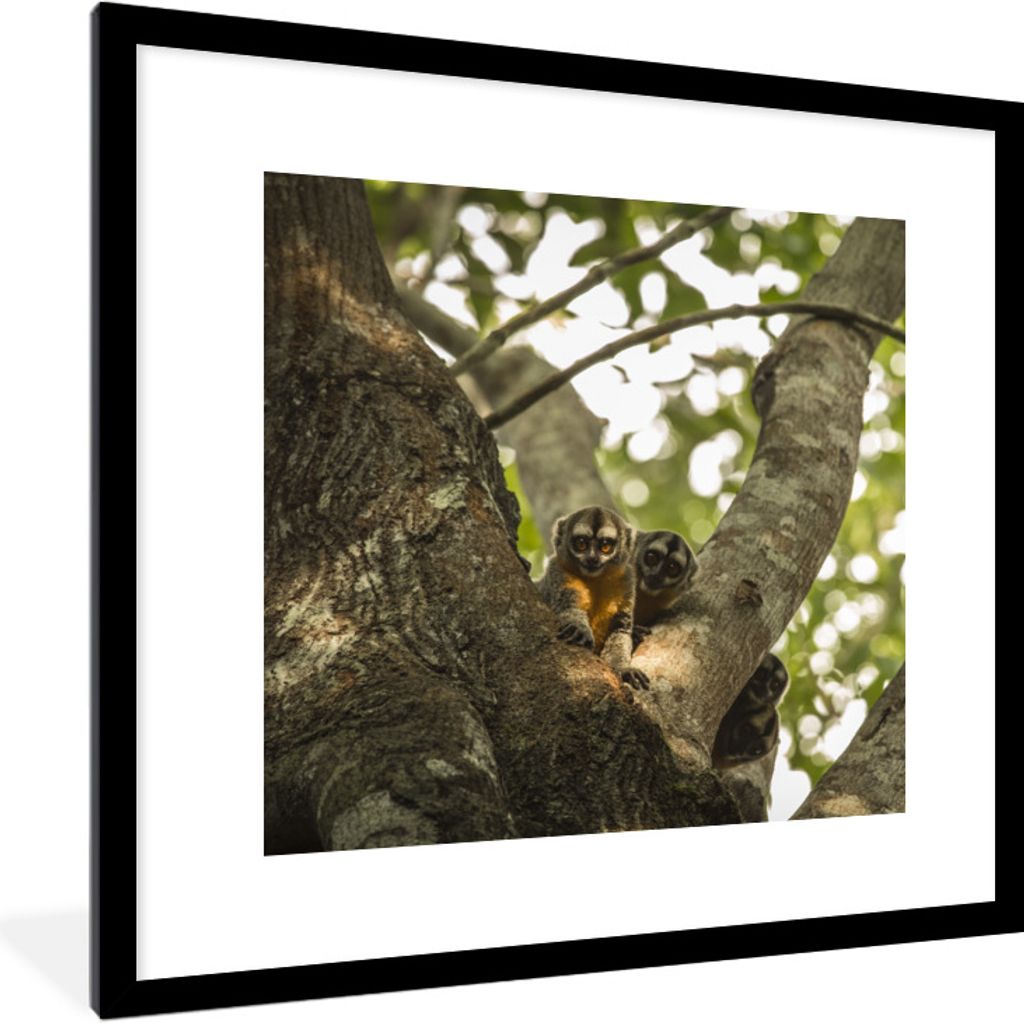 MuchoWow® Gerahmtes Poster Kleine Tiere in einem Baum 40x40 Produktbild 