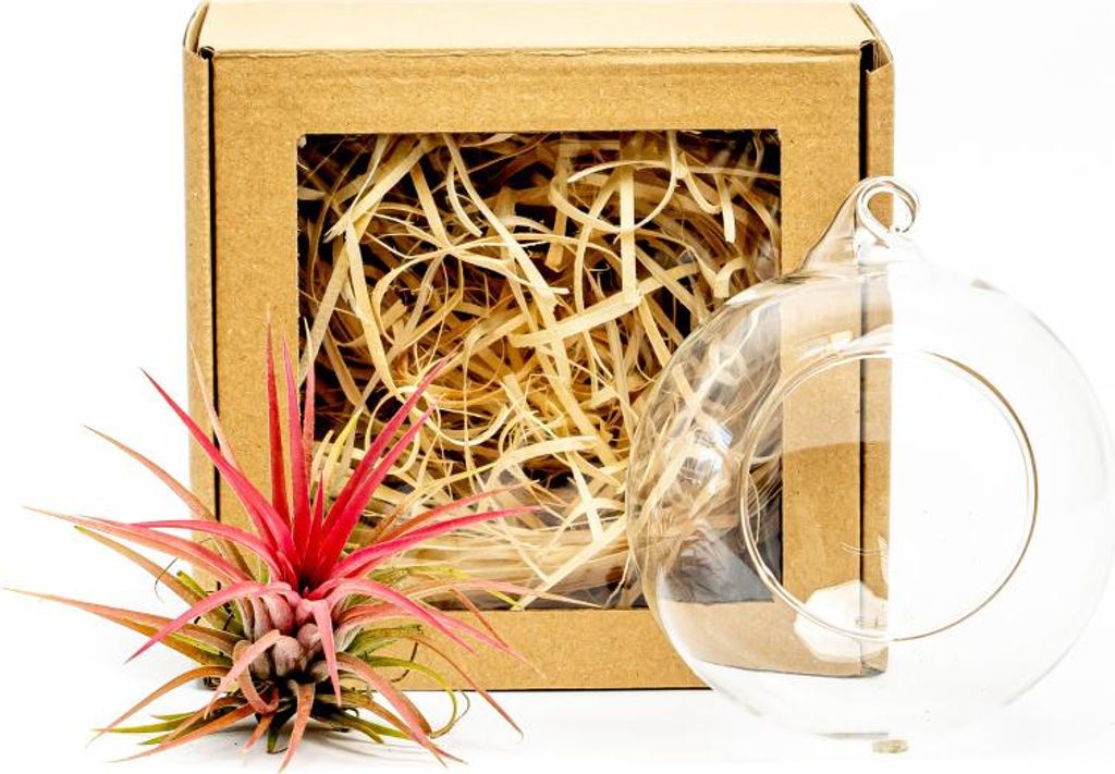 Gardners Aerárium s Tillandsií Ionantha red v dárkovém Obrázek produktu 