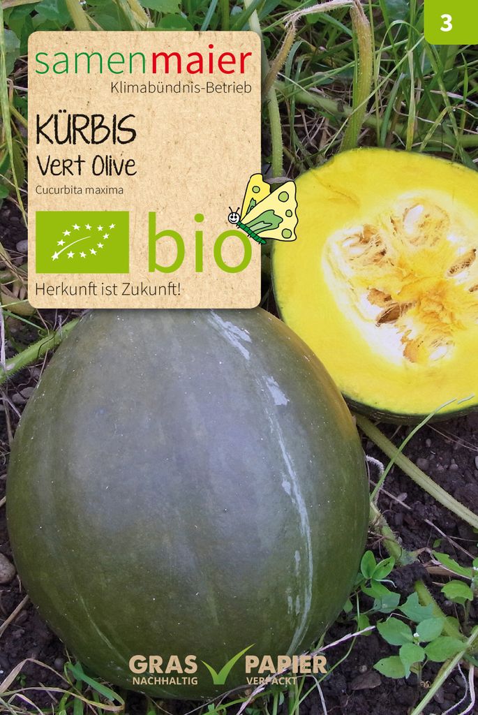 Kürbis Vert Olive | Kürbissamen von Samen Maier