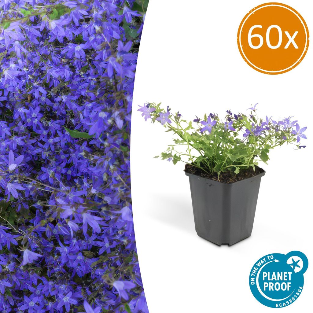 Steingarten-Staude - Glockenblume - Campanula poscharskyana 'Stella' - 9cm Topf - Set mit 60 Pflanzen