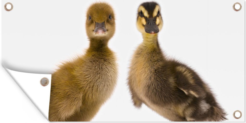 MuchoWow 60x30 cm Outdoor-Poster Gartendeko Sichtschutz Garten Poster für den Garten Zwei Baby-Enten schauen in die Kamera