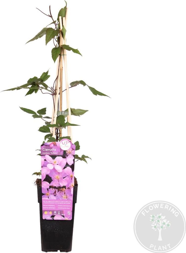 Bloomique - Clematis montana 'Rubens' - Clématite rose Image du produit 