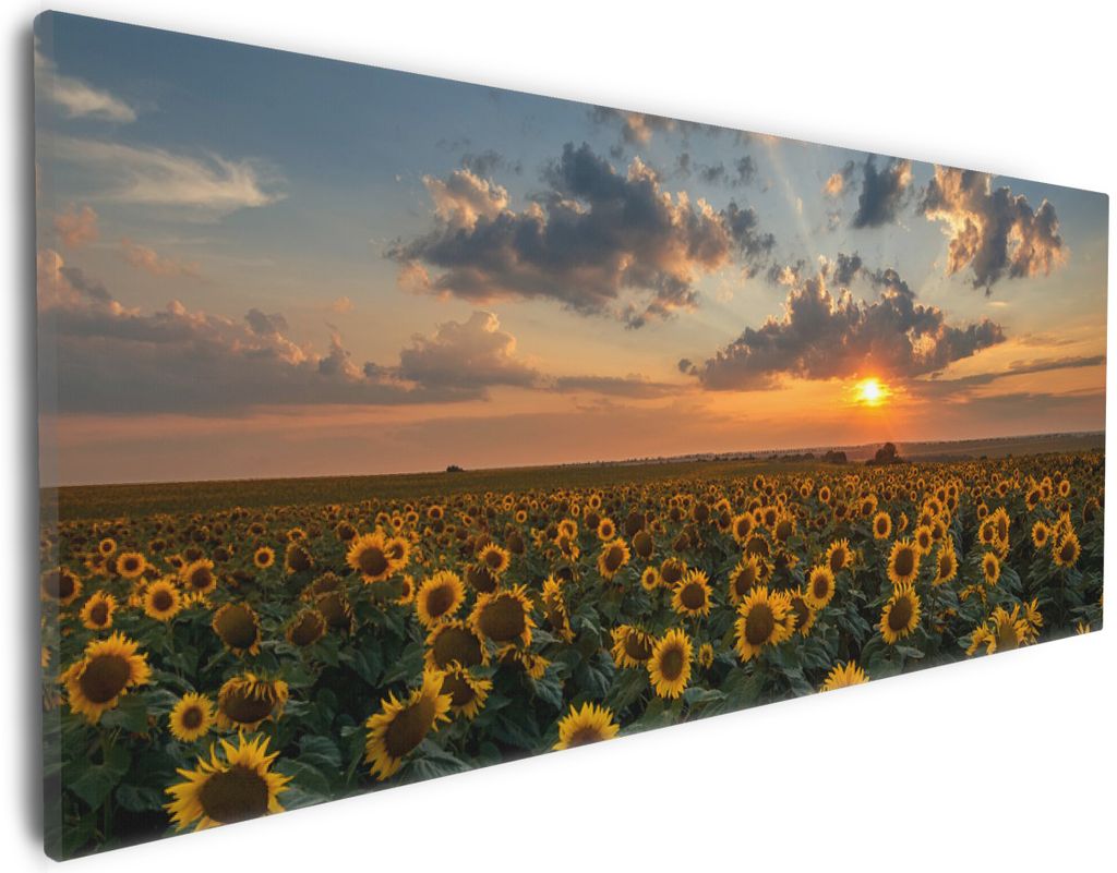 Wallario Premium Leinwandbild Sonnenblumenwiese vor Wolken mit Sonnenuntergang in Größe 30 x 75 cm