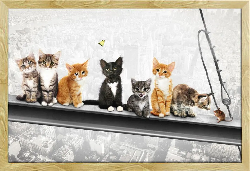 Decorazione Ufficio Gatti su Trave New York Cornice Shinsuke Faggio