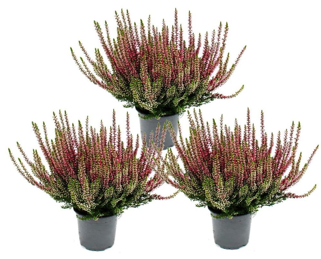 Calluna vulgaris - Set mit 3 Pflanzen - Besenheide - Produktbild 