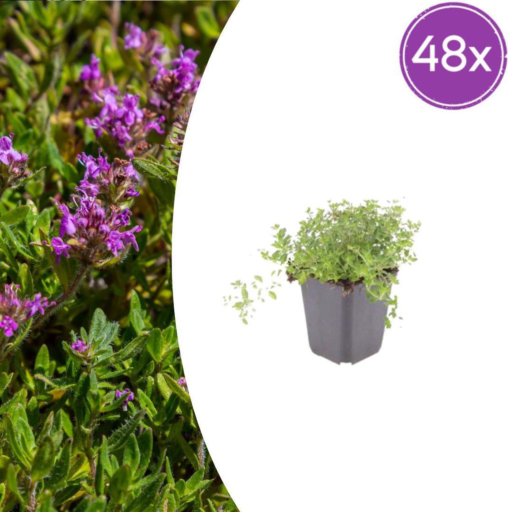 Thymus serpyllum | 48 Stück - 10-25cm - Ø9cm - Gartenpflanze