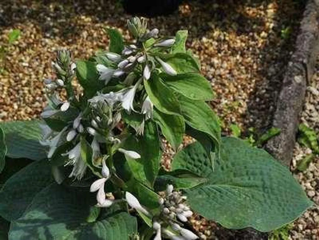 Hosta Elegans à large feuillage bleu, lot de 6 plants robustes 9 cm - 3