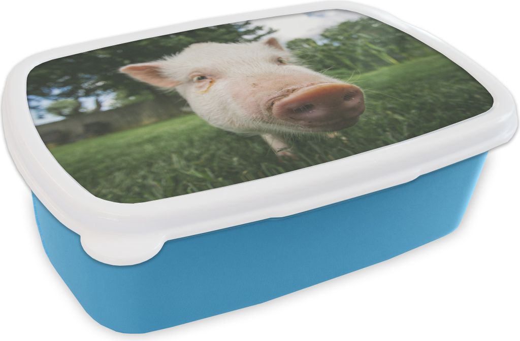 KitchenYeah Lunchbox Brotzeit Brotdose 17x11 cm Schwein - Nahaufnahme - Gras Kinder Brotzeitdose - Lunch - Kunststoff - Brotbüchse - Sandwichbo...