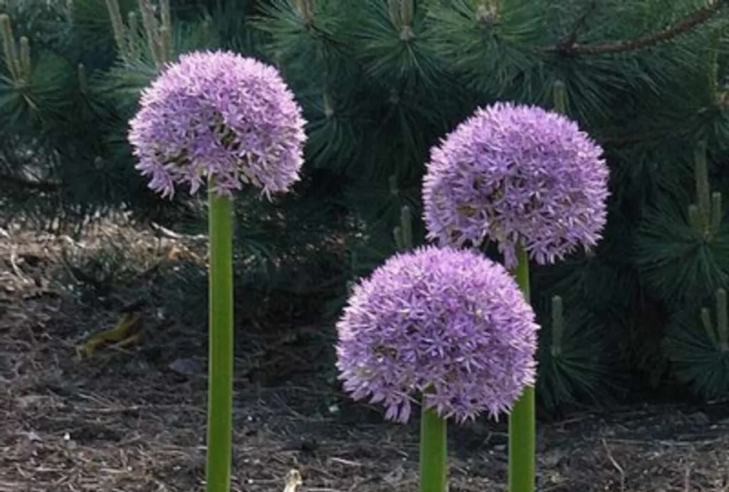 Allium Giganteum en Lot de 25 Bulbes - Ail d'Ornement Violet pour Massif