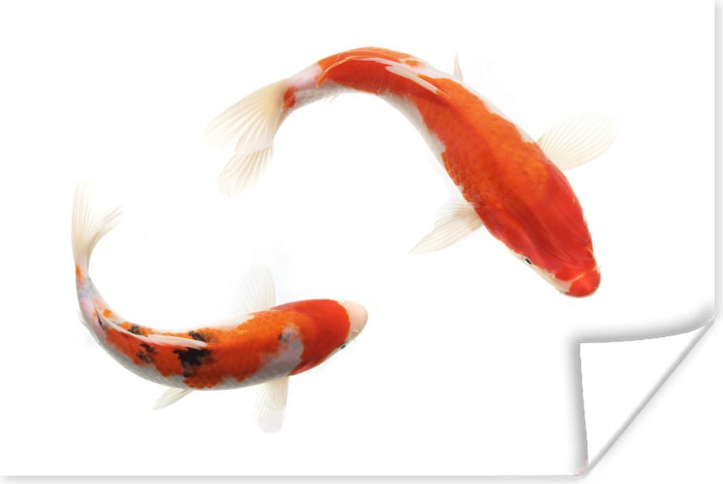 MuchoWow Poster Koi-Karpfen vor einem weißen Hintergrund 120x80 cm - Bilder