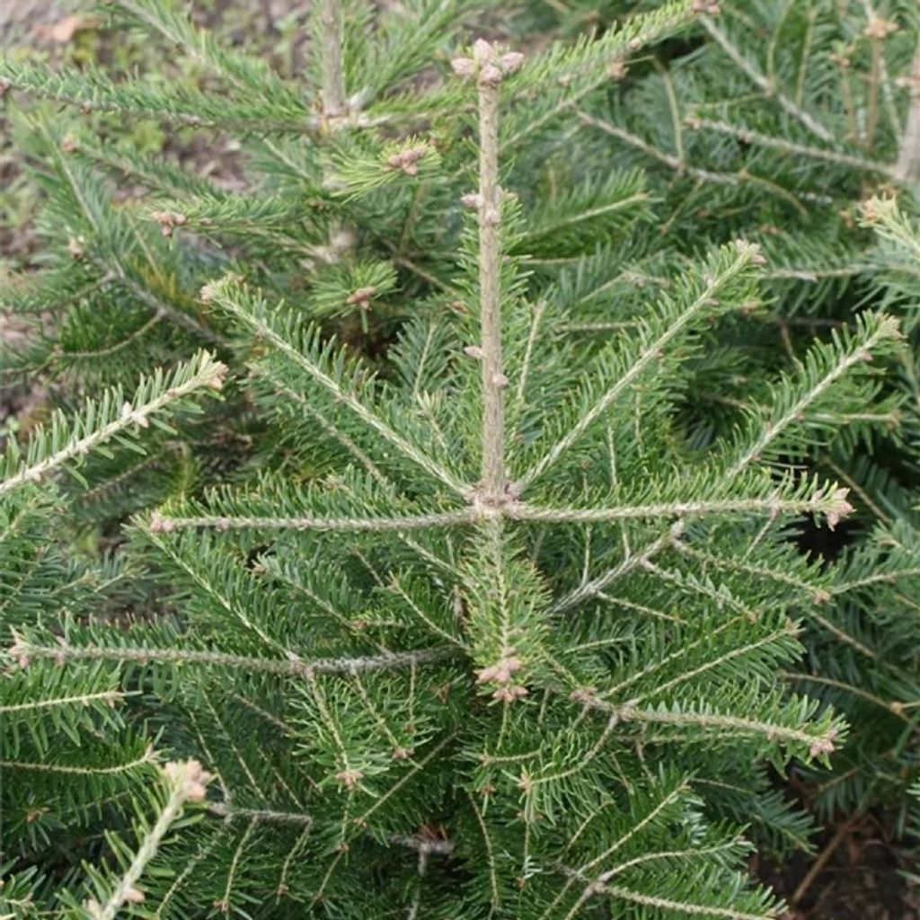 Abies pardei - Parde Tanne 30-40