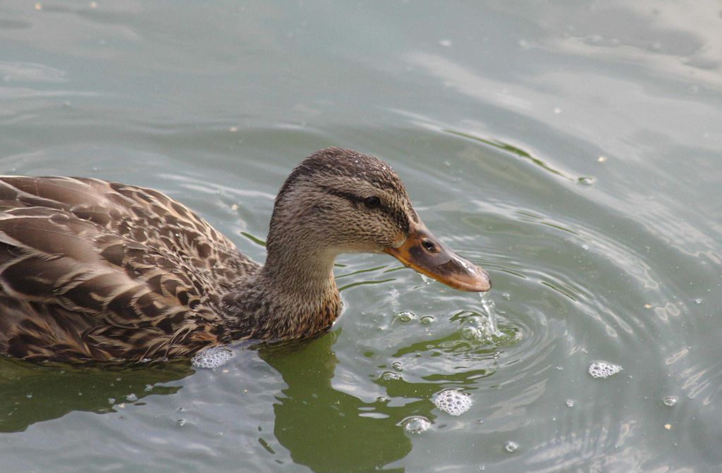 hansepuzzle 18773 - Schwanenteich Puzzle, 500 Teile, Tierwelt, 46,0 x 30,0cm mit hochwertiger Aufbewahrung, Kartonbox & Beutel