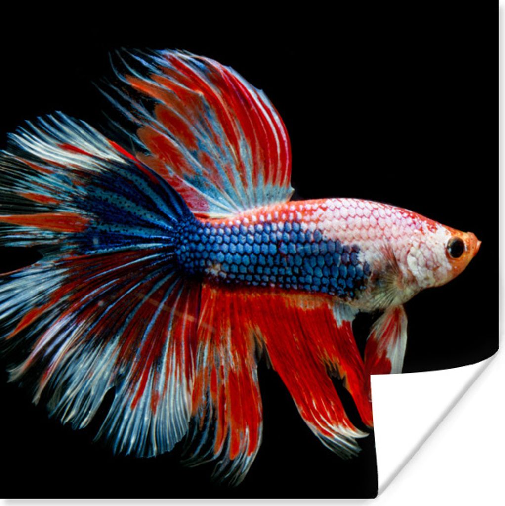 MuchoWow Poster Fisch - Meerestier - Schwanz - Blau 75x75 cm - Wand Dekoration