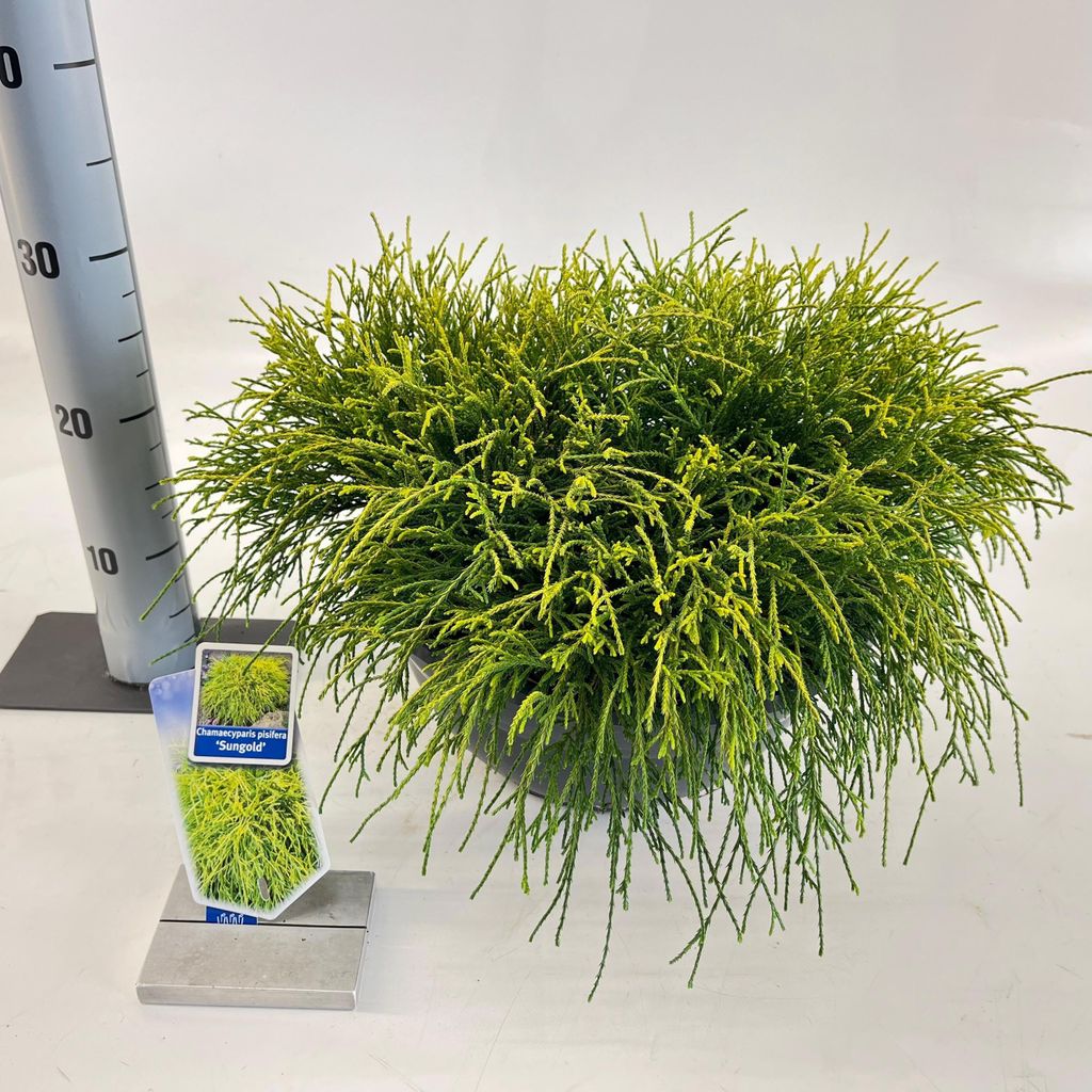 Chamaecyparis p. ‘Sungold’ – zlatý cyprus | 20–25 cm v Obrázok produktu 